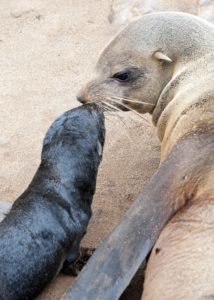 sea lions kissing