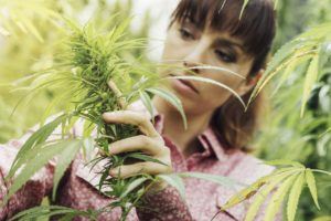 Young woman in a hemp field checking plants and flowers, agriculture and nature concept